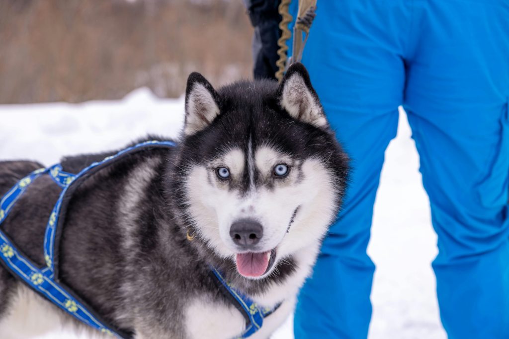 canicross husky