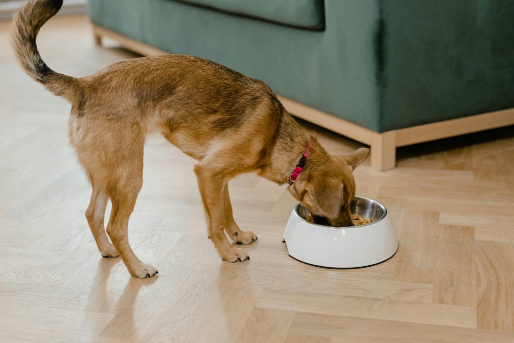 chien qui mange des croquettes