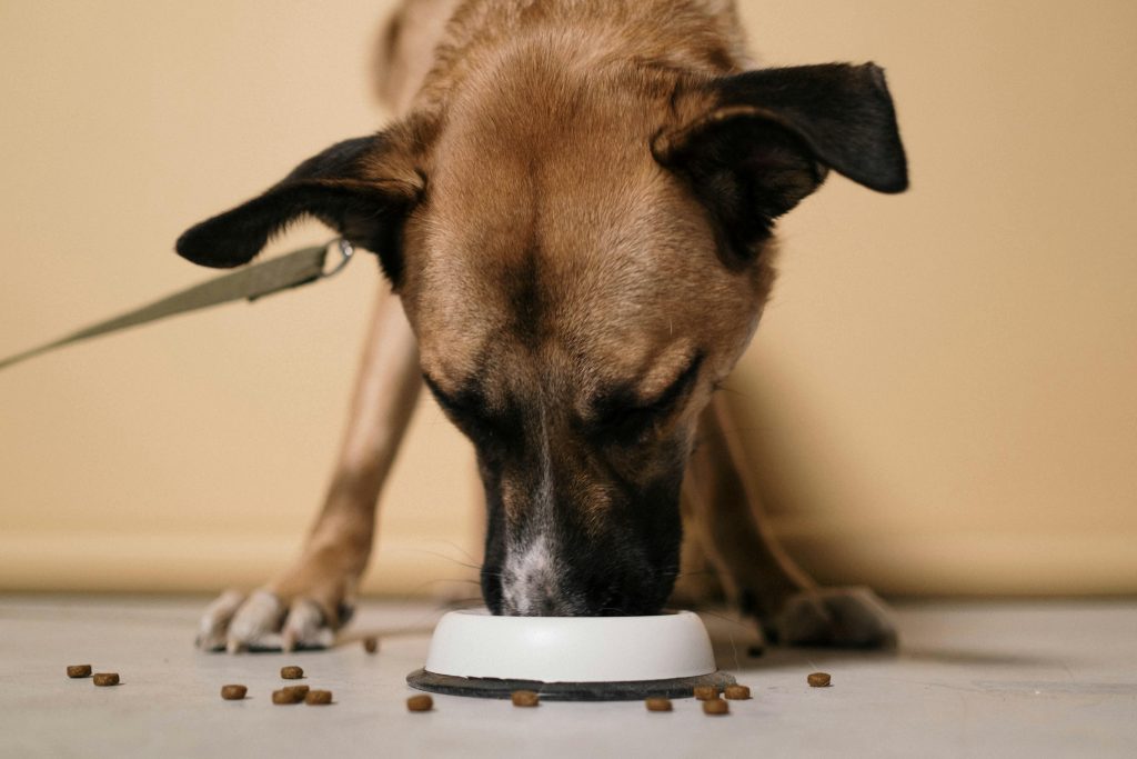 grand chien qui mange des croquettes